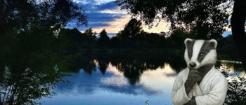 Budo Badger at Needham Lakes