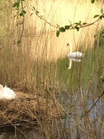 Bowing to swans in local park