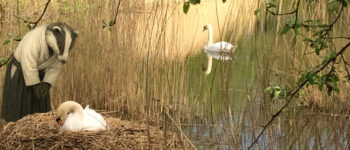 Bowing to swans in local park
