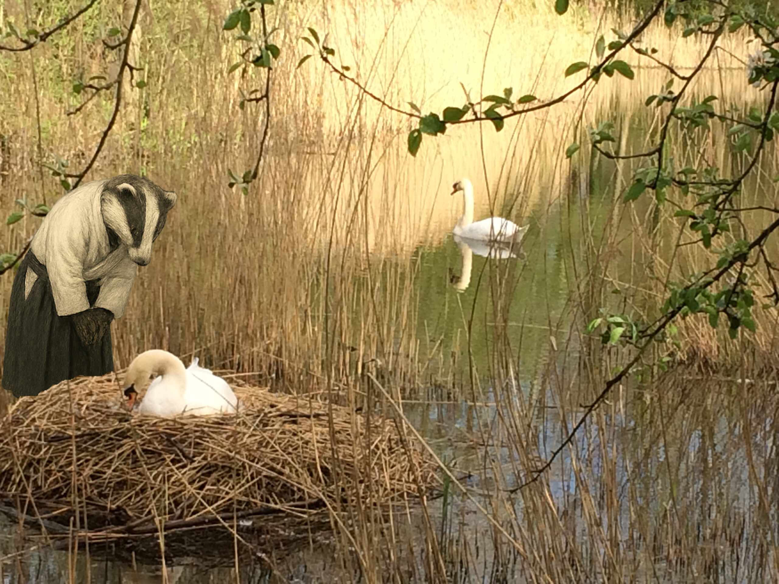 Bowing to swans in local park